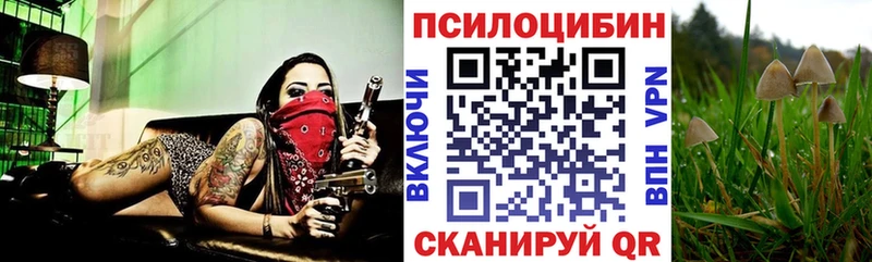 Галлюциногенные грибы Psilocybe  Кунгур 